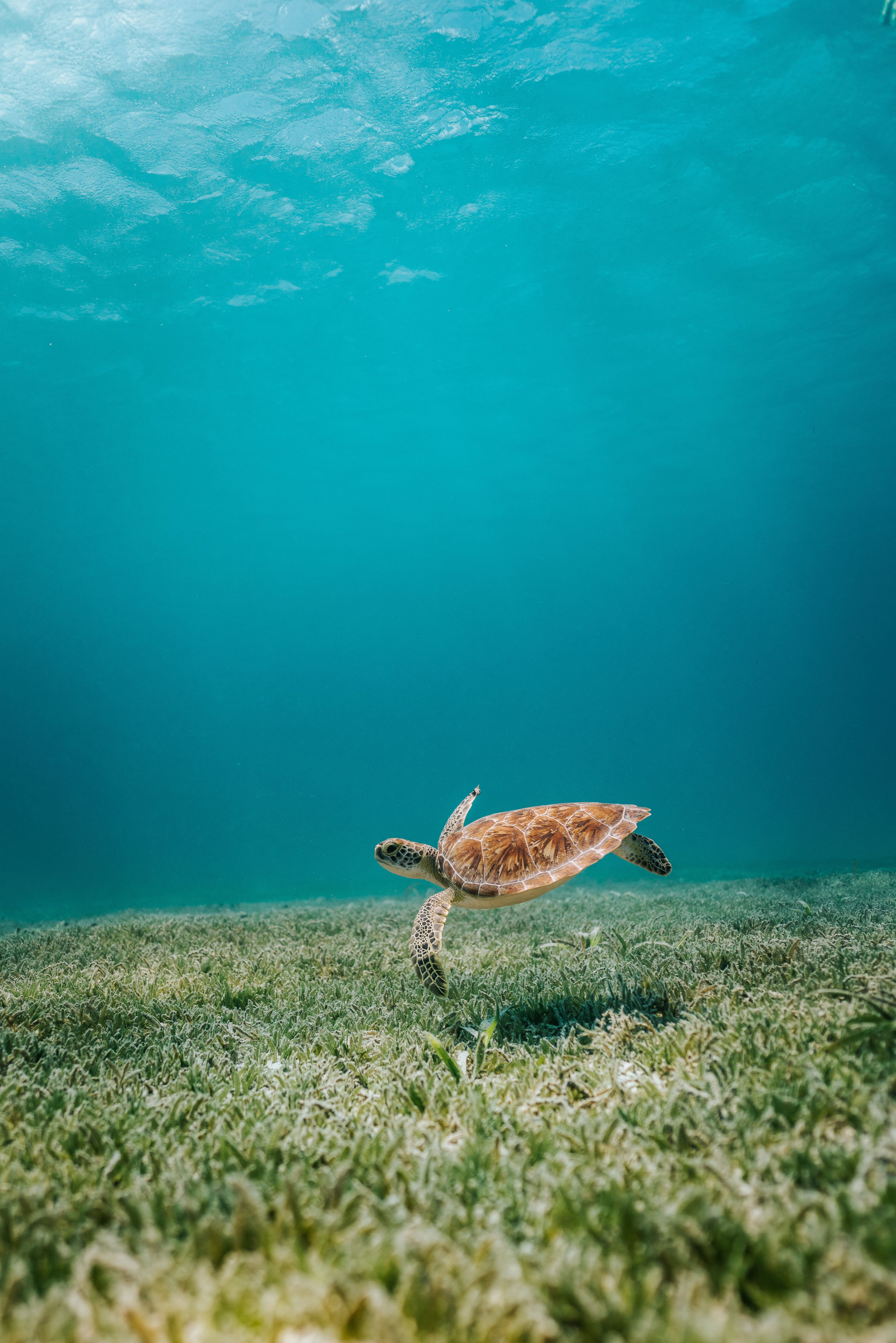 brown turtle in body of water