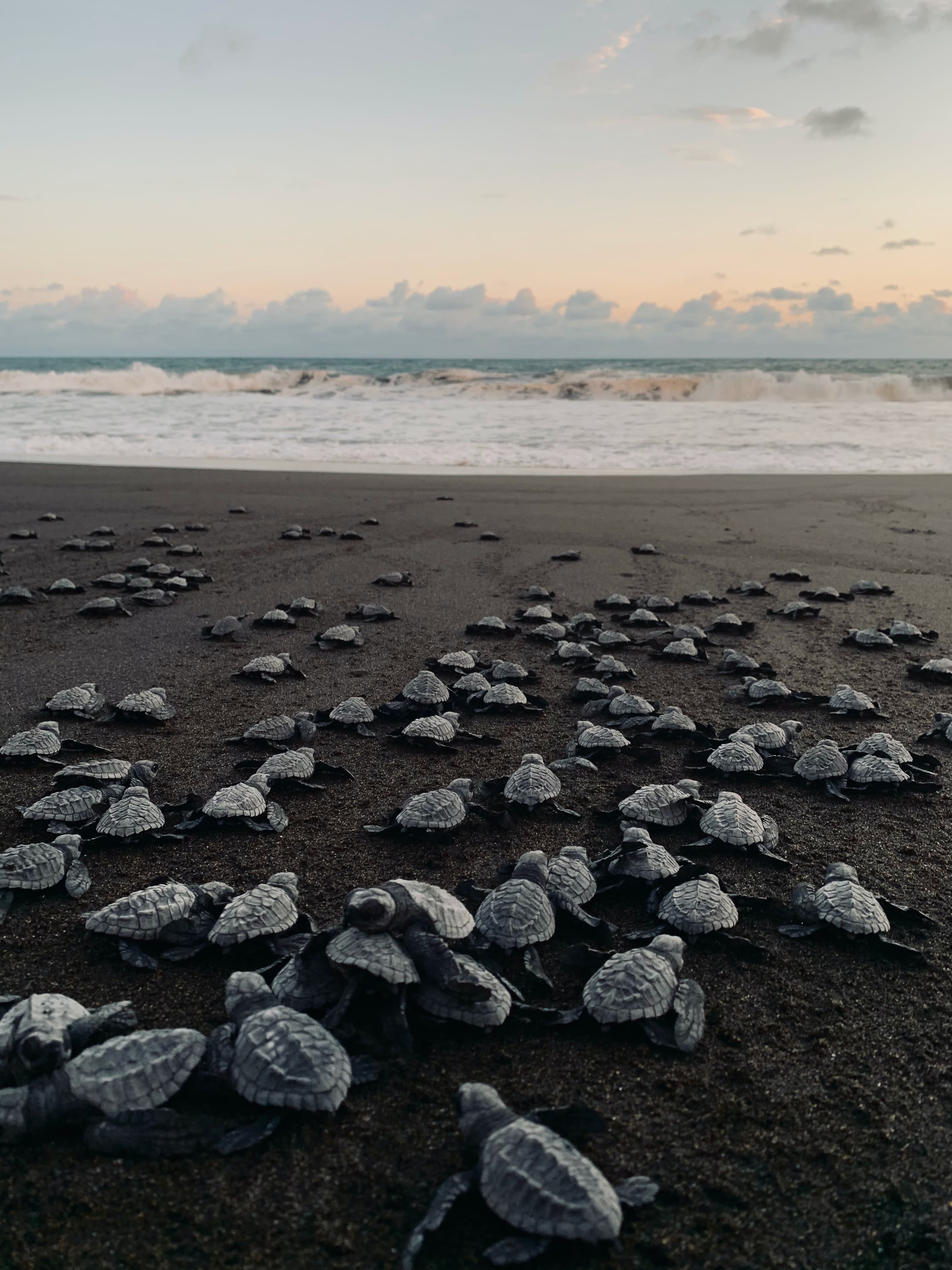 gray stones on seashore during daytime